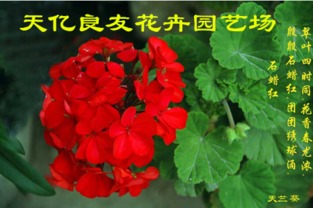 銀葉菊、醉蝶花與繁星花市場概覽及水果行業觀察